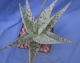 Aloe Hybrid: "Doran Black" 3-4" Plants Easy 2 Grow Succulent Great Textures/Colors