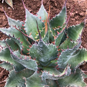 Peut inclure: Gros plan d'une plante succulente aux feuilles vertes épaisses bordées d'épines rouges et violettes. La plante présente un groupe central de feuilles pointues et une surface texturée. Le fond est flou, montrant de la terre brune.
