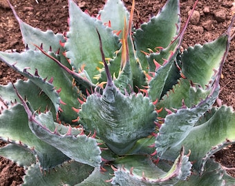 Agave 'cornelius' Century Plant -2 1/4