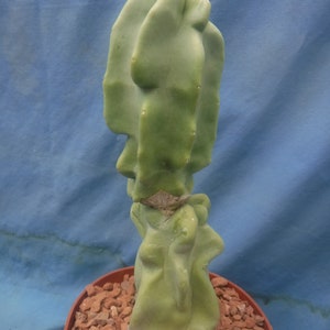 Totem Pole Monstrosus Cactus WElRD No SPINES 610 Tall 2/Landscaping DISCOUNT BLOWOUT Look at Pictures Please Read Listing image 9