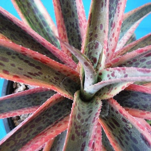 Mangave "Kaleidoscope" VARIEGATED Manfreda x Agave Succulent STARTER PLANT 3"-5" Wide