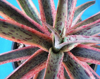 Mangave "Kaleidoscope" VARIEGATED Manfreda x Agave Succulent STARTER PLANT 3"-5" Wide