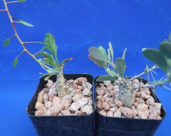 TWO Starter Plants of Boojum Tree Fouquieria columnaris In Leaf NOW! Winter Grower Very Limited Quantities!