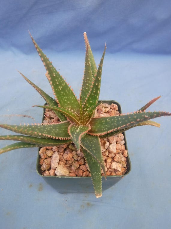 Aloe Hybrid: "fang" 3-4" Plants Easy 2 Grow Succulent Great Textures Colors  - Etsy