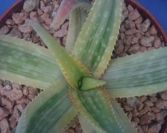 Hybride d'Aloe saponaria « Golden Star » Superbes feuilles jaunes, 7" de large RARE et belle ! V6