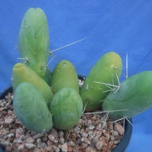 May include: A group of green cactus plants with long, thin stems and white spines growing in a black pot filled with small, brown rocks.