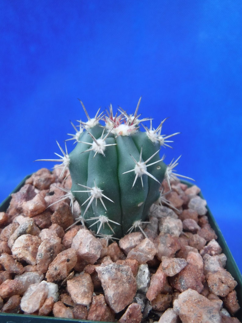 Ferocactus santa-maria Cactus 3.25 Tamaño de la olla RARO Muy difícil encontrar especies imagen 1