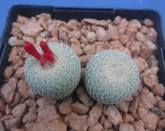 Epithelantha micromeris « Button Cactus » Supreme Seed Grown Miniature 2 plantes N2