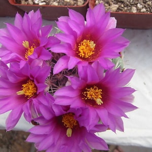 Thelocactus bicolor (3!) Cactus Plants &quot;Glory of Texas&quot; Blooming Size AWESOME! NEW CROP! Please Read Description!