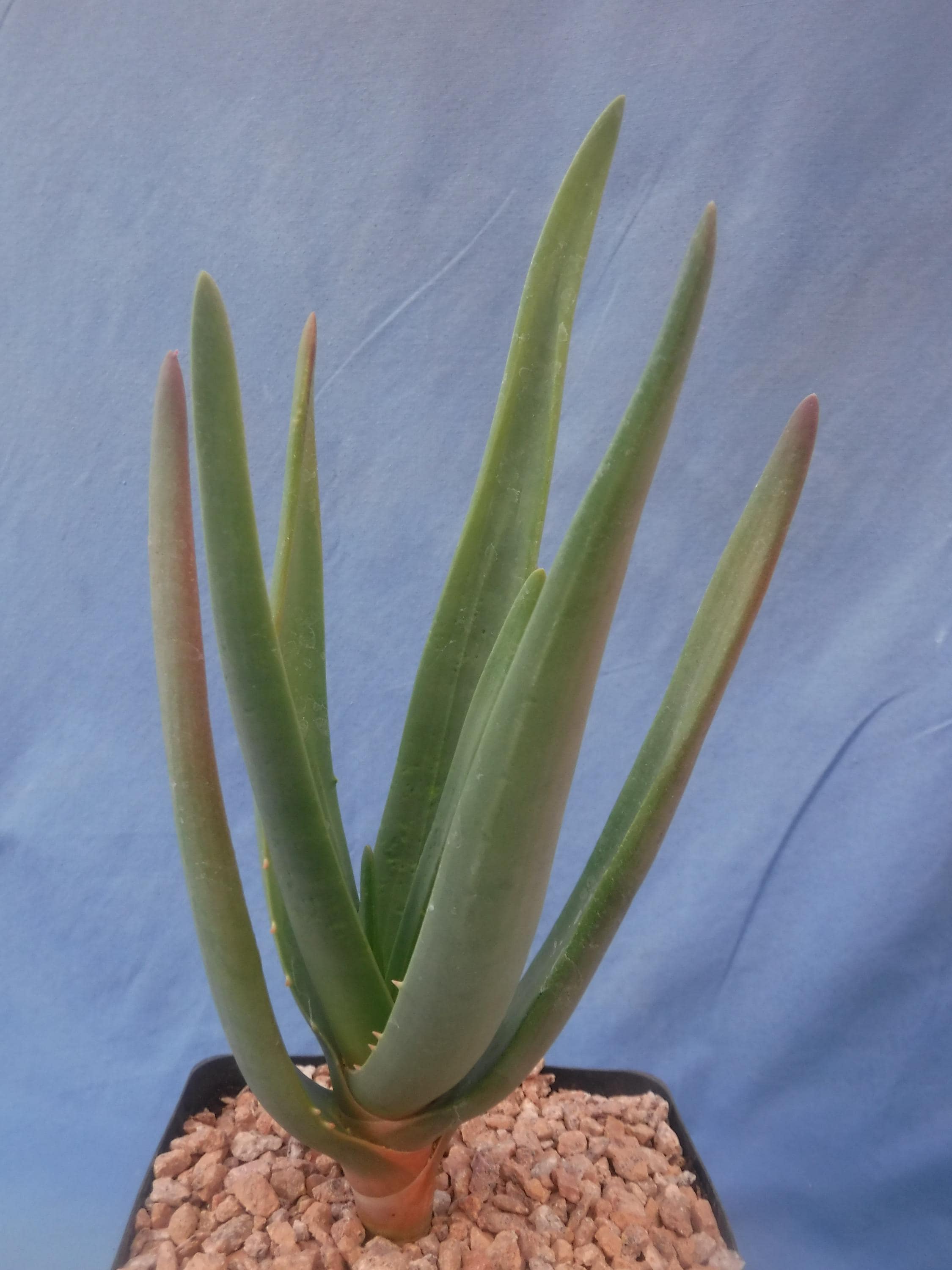Aloe hercules plant - Etsy 日本