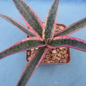 Snow Leopard Mangave 3&quot; to 6&quot; Wide STARTER Plant Agave/Manfreda Hybrid Great Variegated Succulent BRIGHT VARIEGATION!