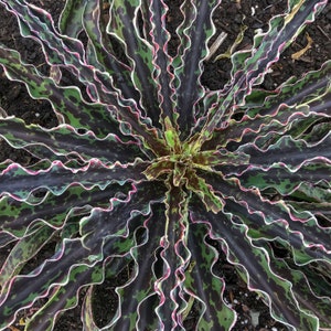 Cherry Chocolate Chip Mangave STARTER Plant Agave & Manfreda Hybrid 8"+ Wide-VERY Rare!-Please Read Listing! New Crop for 2026!