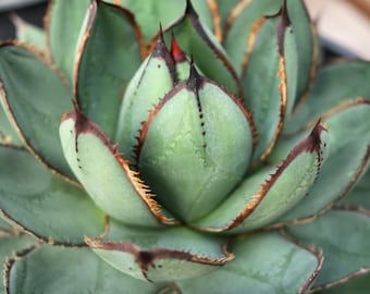 Agave Parryi Truncata 'Orizaba' - アガベ パリー トランカタ
