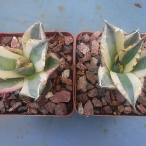 May include: Two small agave plants in terracotta pots with white, green, and pink striped leaves. The plants are surrounded by small red and brown rocks.
