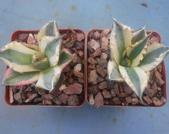 Set von ZWEI Agave titanota Snaggle Tooth VARIEGATED 2 "- 3 "breite Starter Pflanzen SALE!