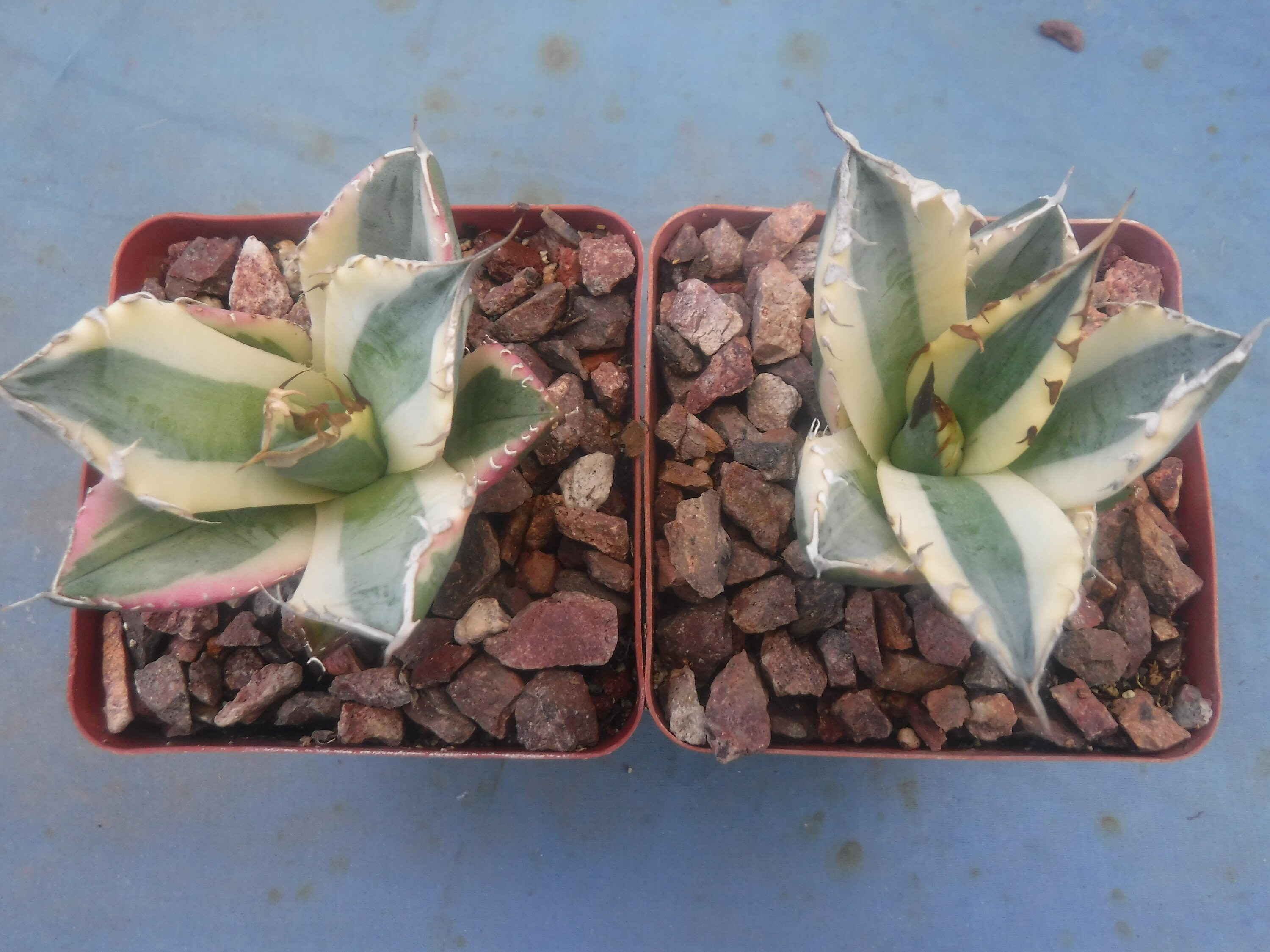 Variegated Agave Titanota - Etsy