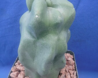 Totem Pole Monstrose Cactus Starter Plant 3" to 4" Tall Lophocereus schottii NO SPINES! Regular Version! Fully Rooted Plant, NOT a Cutting!