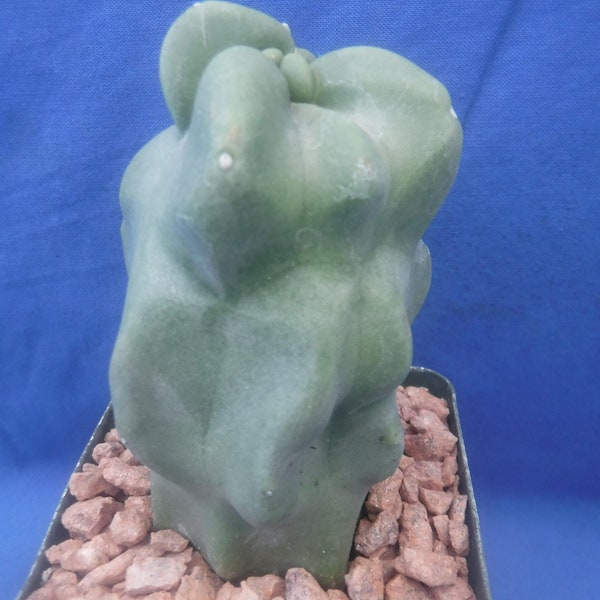 Plante de démarrage, cactus monstrueux mât totémique de 3 à 4 po. de haut Lophocereus schottii SANS ÉPINES ! Version standard ! Plante entièrement enracinée, PAS une bouture !