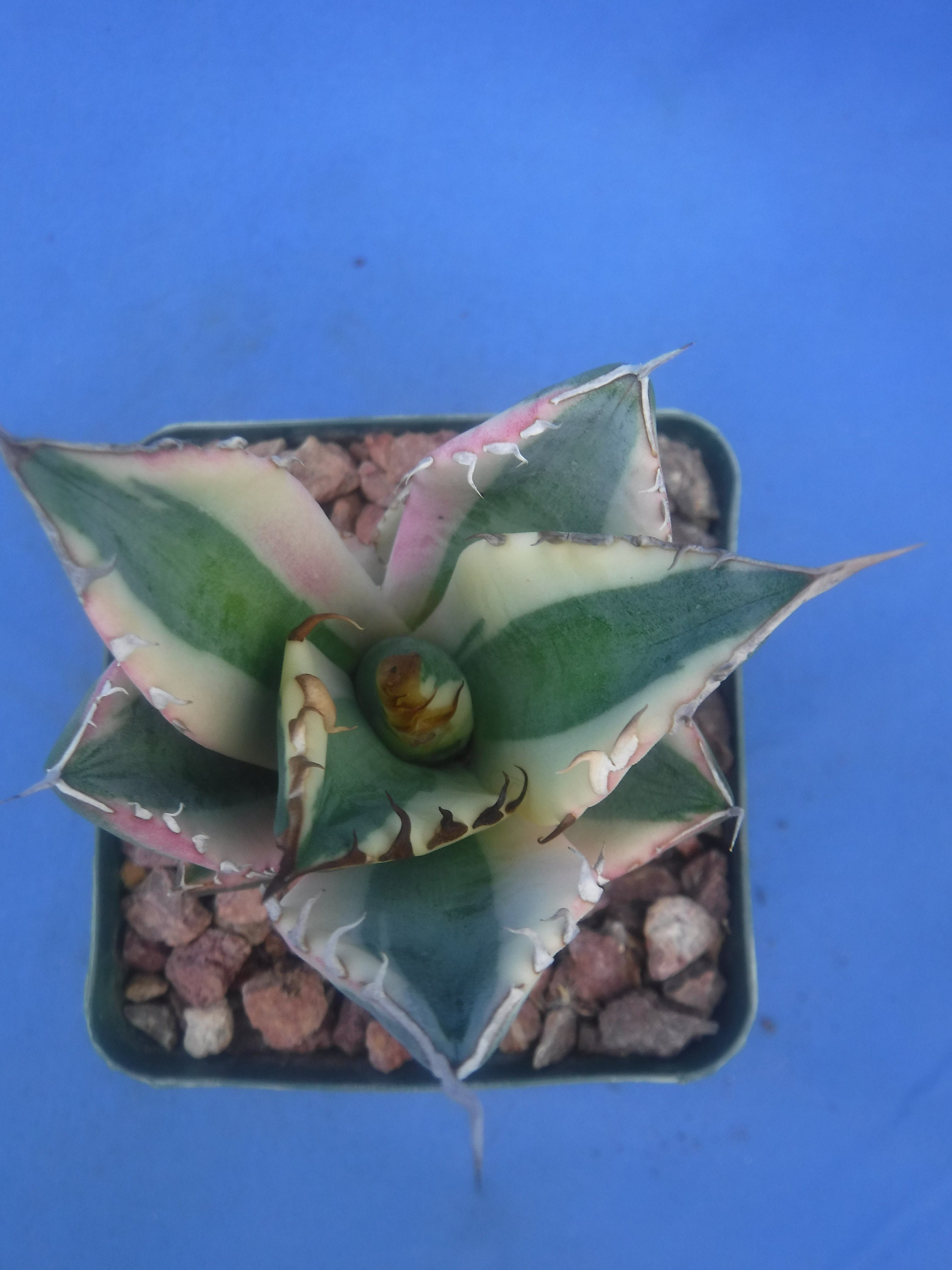 Agave Titanota 