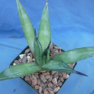 Agave &quot;Little Shark&quot; STRAORDINARIA Agave ibrida! Pianta per principianti larga 7,5-13 cm! Meravigliosa!