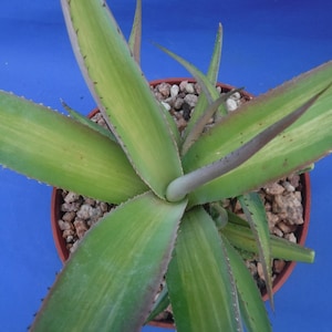 Agave guiengola "Jailhouse Rock" Medio-Picta STRIATED VARIEGATION! 9" Wide 6" Pot Size Plus SEVEN Pups!  Y7EE