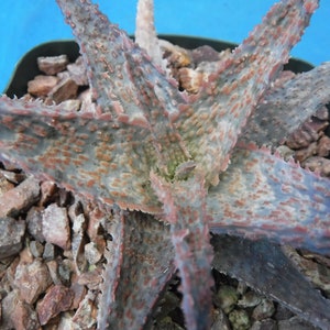 May include: Close-up of an Aloe plant with spiky, blue-green leaves speckled with orange-red spots. The plant is in a dark green pot, surrounded by small, reddish-brown rocks, set against a bright blue background. The leaves have a serrated edge.