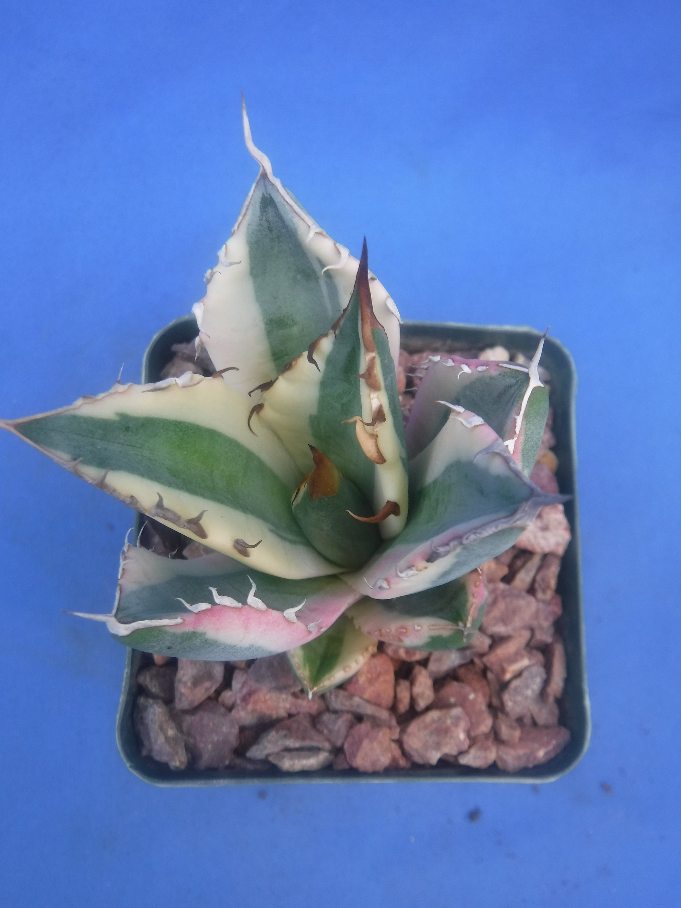 アガベ Agave titanota 'Snaggle Tooth' 186 Agave Titanota 