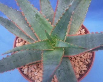 Plante succulente « Dental Work » Aloe Hybrid KG Bords rouges fantastiques ! 7 po. de large 6 po. Taille du pot Z4