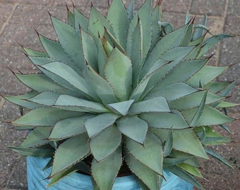 Blue Dart Mangave Nice LARGE Plant Agave Manfreda Hybrid 12" Wide UNCOMMON Y7EE