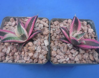 Set of TWO (2) Agave titanota Snaggle Tooth VARIEGATED Starter Plants SALE 2.5" Wide K5 Please Read Listing!