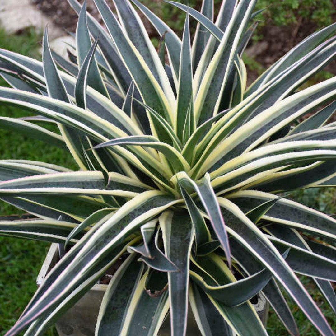 Snow Leopard Variegated Mangave Starter Plant - Large 6" Agave & Manfreda Hybrid Succulent