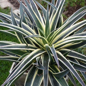 Snow Leopard Mangave Large STARTER Plant TEN PLANTS!! Wholesale! Agave/Manfreda Hybrid Great Variegated Succulent Bright VARIEGATiON!