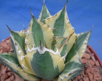 Agave titanota "Snaggle Tooth" VARIEGATED Super Rare! 2.5" STARTER PLANT C5 Please Read Listing!