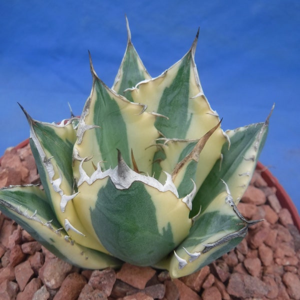 Agave titanota Snaggle Tooth VARIEGATED 2"-3" Wide Starter Plants BLOWOUT PRICE! Very Limited Quantities!