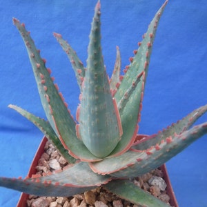 Aloe Hybrid KG &quot;Dental Work&quot; Great Colors/Texture Succulent 3&quot; to 4&quot; Wide 3&quot; Pot Size