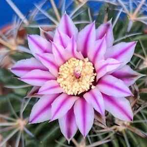 Stenocactus multicostatus Cactus BLOOMING SIZE Plant! 3" to 4" Wide 6" Pot Size