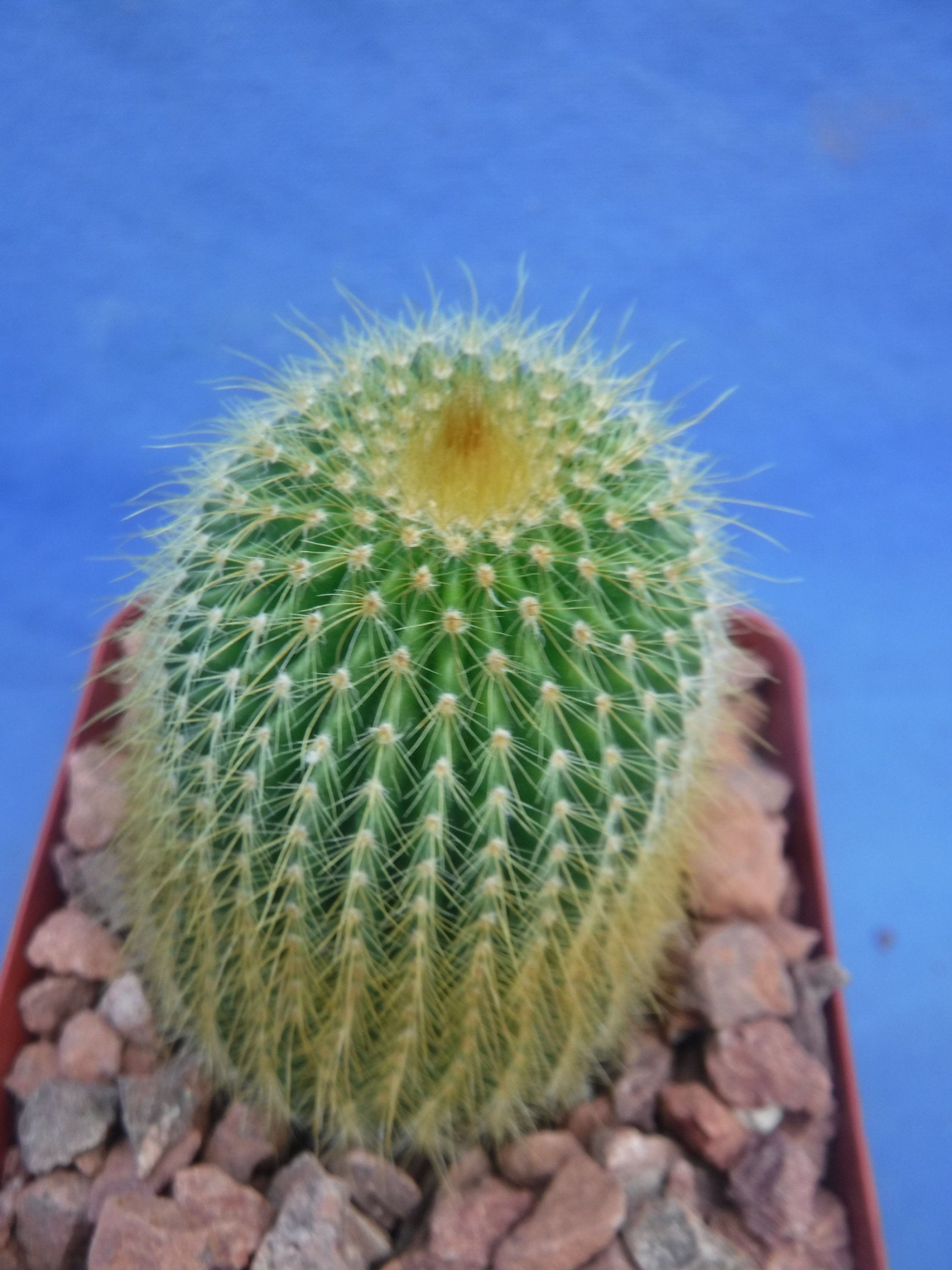mammillaria bilder Mammillaria napina HR 164 Caada de Morelos, Pue