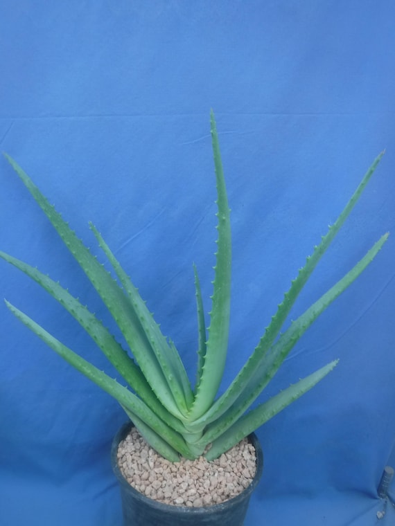 herbalife aloe vera ne işe yarar Herbalife Herbal Aloe El ve Vücut Losyonu 200 Ml