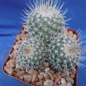 Mammillaria geminispina THREE PLANTS 3.25 Pot Size Gorgeous Plants Pink Flowers image 10