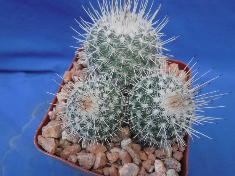 Mammillaria geminispina THREE PLANTS 3.25 Pot Size Gorgeous Plants Pink Flowers image 10