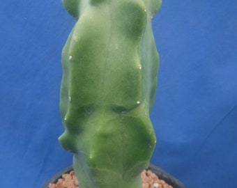 Totem Pole Cactus v. Lophocereus schottii 9" Tall Rooted Plant Regular Version NO SPINES! L3