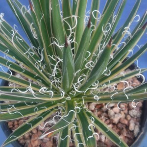 Agave Leopoldii "hammer Time" VARIEGATED Gorgeous Succulent Plant Curly  White "hair" 6" Wide NICE! D3 - Etsy