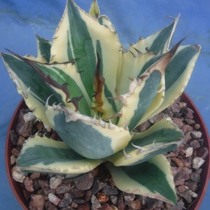Agave Titanota 