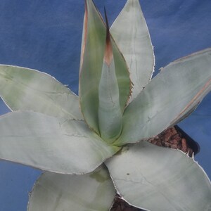 999.Agave Titanota naggle Tooth/Agave plants / Succulent plants / Garden landsca 999.Agave Titanota naggle Tooth/Agave plants / Succulent plants / Garden landsca