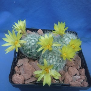 May include: A potted cactus with multiple spherical green cacti covered in white spines. The cacti are adorned with several bright yellow flowers. The pot is black and filled with reddish-brown stones, set against a blue background.