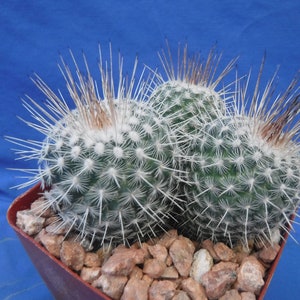 Mammillaria geminispina THREE PLANTS 3.25 Pot Size Gorgeous Plants Pink Flowers image 5