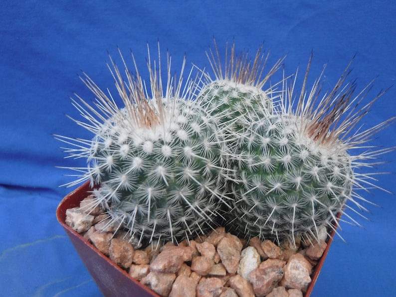 Mammillaria geminispina THREE PLANTS 3.25 Pot Size Gorgeous Plants Pink Flowers image 5