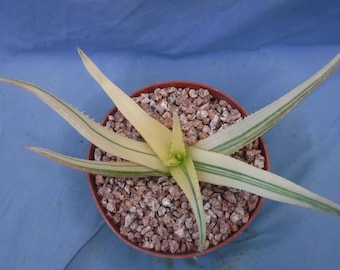 Aloes "Tiger Taffy" *MEGA* Pstrokaty! Hybryda! Ładny okaz! Bardzo łatwy w uprawie, szerokość 8,5 cala, doniczka 6 cali, rozmiar H3
