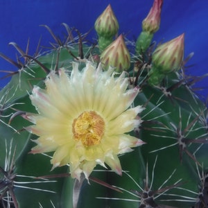 Ferocactus gracilis Hybrid Cactus LARGE Plant Beautiful Spines 11&quot;  to 12&quot; Wide YELLOW Flowers