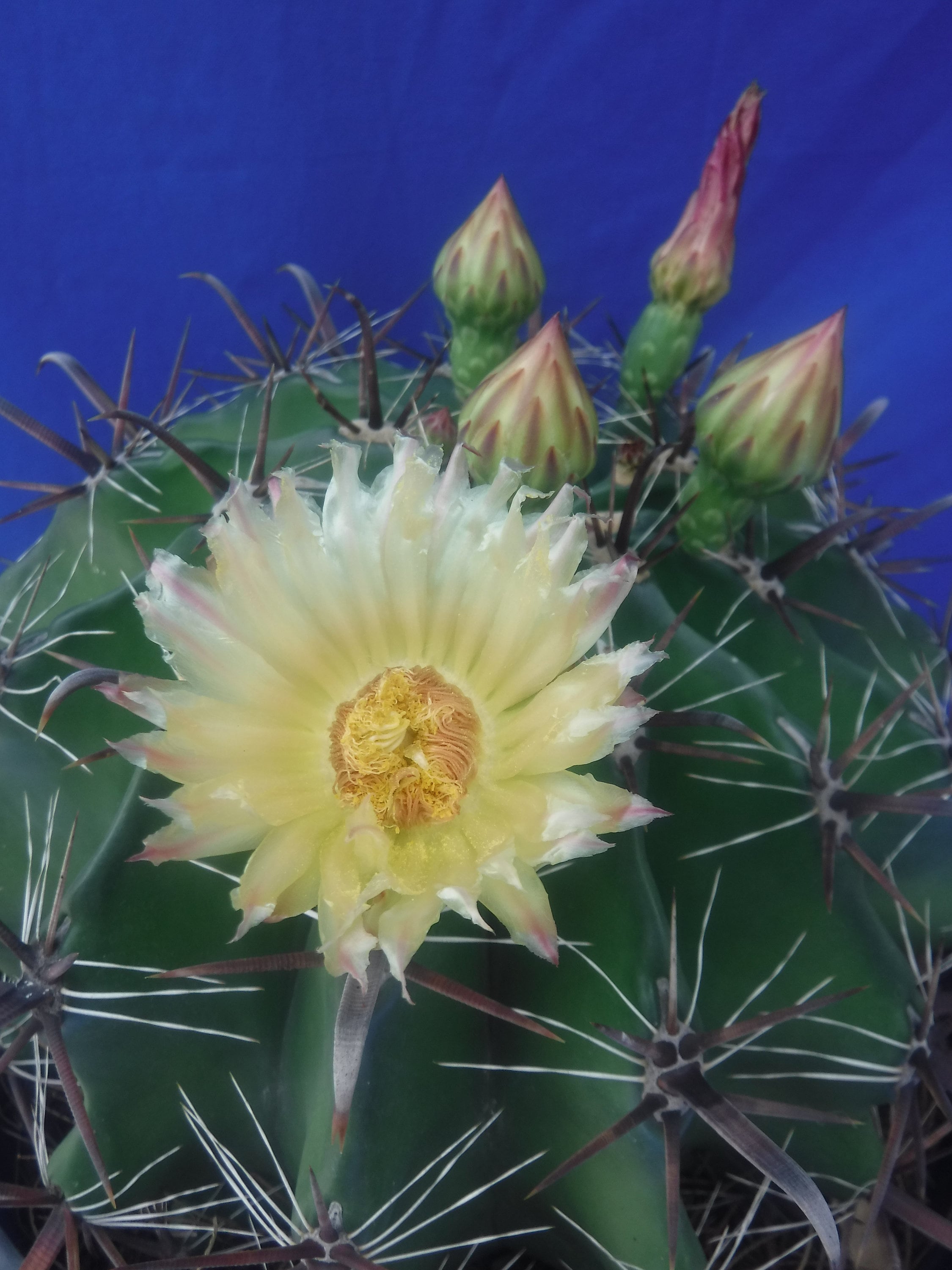 Ferocactus Gracilis Hybrid Cactus LARGE Plant Beautiful Spines 11" to 12"  Wide YELLOW Flowers - Etsy